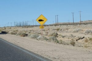 Tank-Crossing_1_20250320_084246